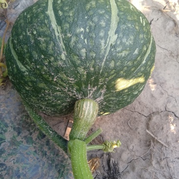 精品南瓜，产地直销，货源充足，量大从优，