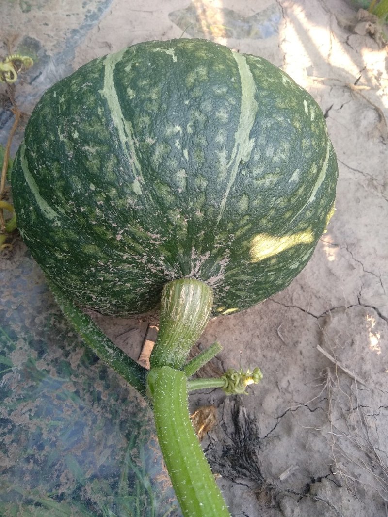 精品南瓜，产地直销，货源充足，量大从优，