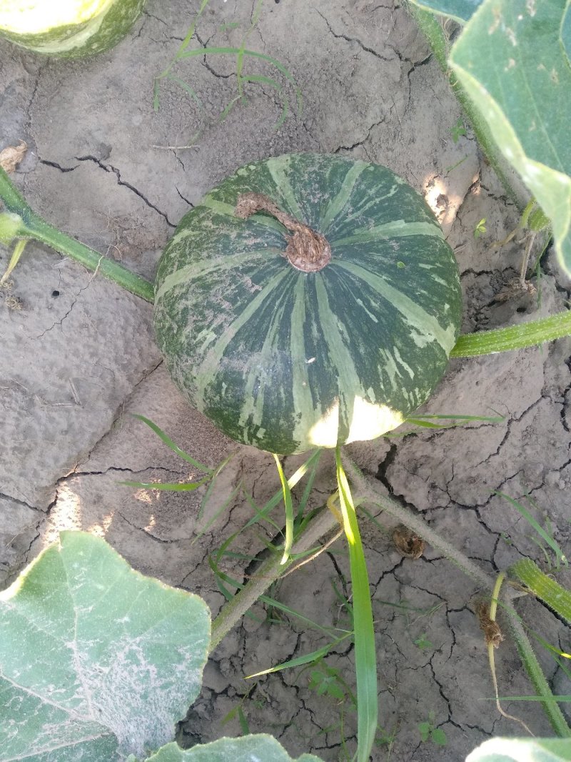 精品南瓜，产地直销，货源充足，量大从优，