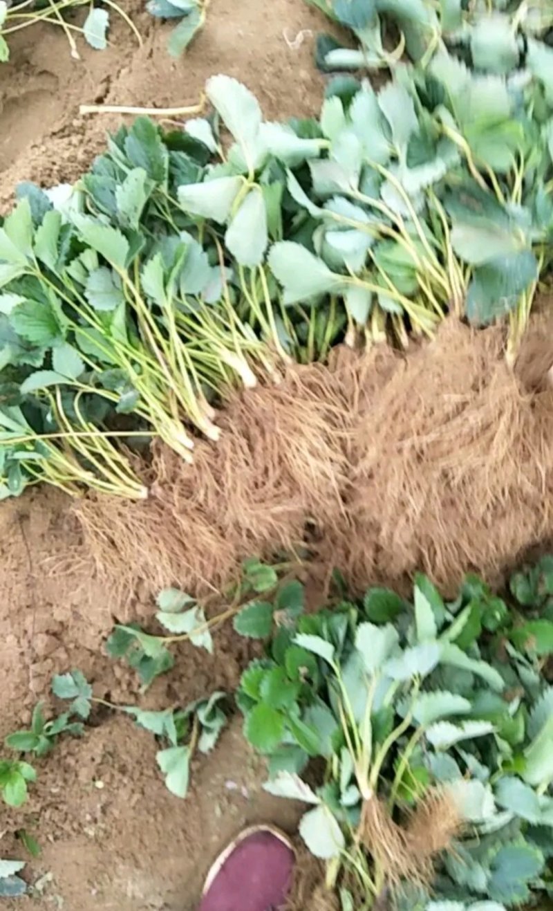 甜宝草莓苗章姬草莓苗黔莓一号草莓苗黔莓二号草莓苗