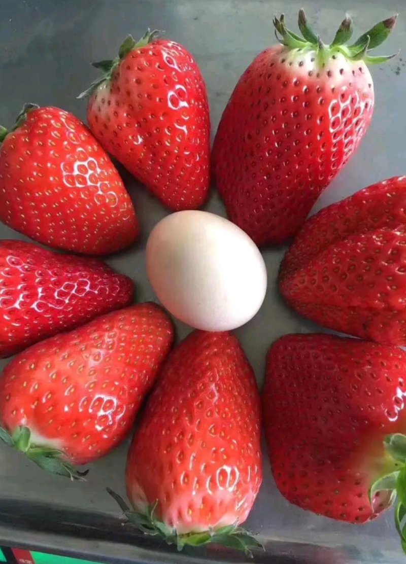 甜宝草莓苗章姬草莓苗黔莓一号草莓苗黔莓二号草莓苗
