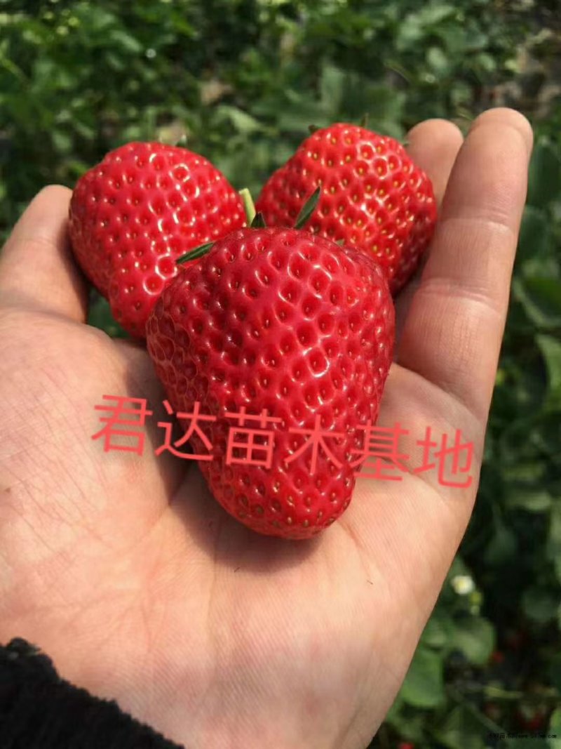 甜宝草莓苗章姬草莓苗黔莓一号草莓苗黔莓二号草莓苗