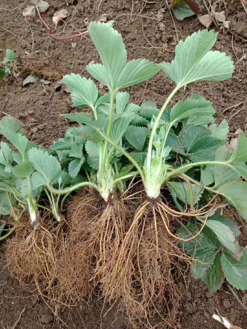 甜宝草莓苗章姬草莓苗黔莓一号草莓苗黔莓二号草莓苗