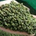 【推荐】青花椒四川青麻花椒产地直供保质保量！