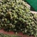 【推荐】青花椒四川青麻花椒产地直供保质保量！