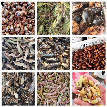 昆虫类各种食用昆虫