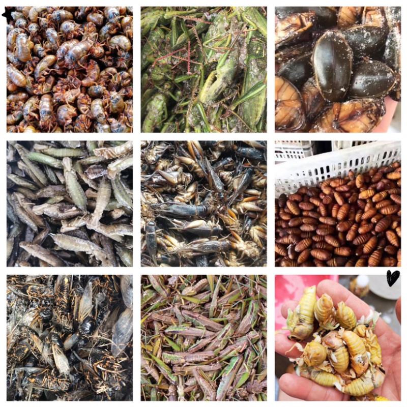 昆虫类各种食用昆虫