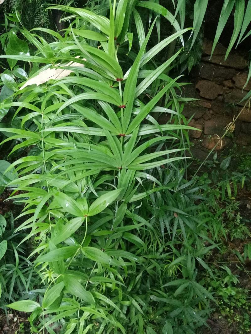 黄精，黄精鲜货，姜型多花黄精，货品有大有小，白花黄精