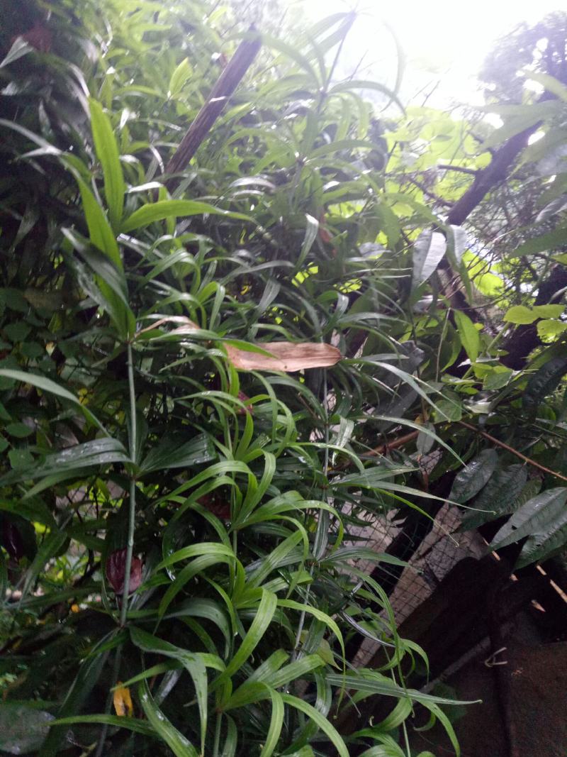 黄精，黄精鲜货，姜型多花黄精，货品有大有小，白花黄精