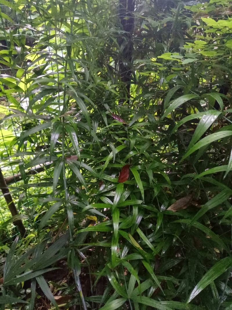 黄精，黄精鲜货，姜型多花黄精，货品有大有小，白花黄精