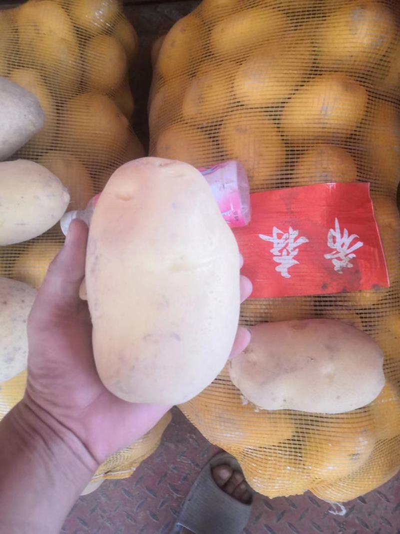 甘肃精品土豆量大质优产地直供欢迎来电咨询洽谈