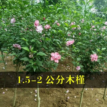 木槿花苗盆栽木槿树苗庭院别墅绿化植物耐寒耐阴植物工程丛生