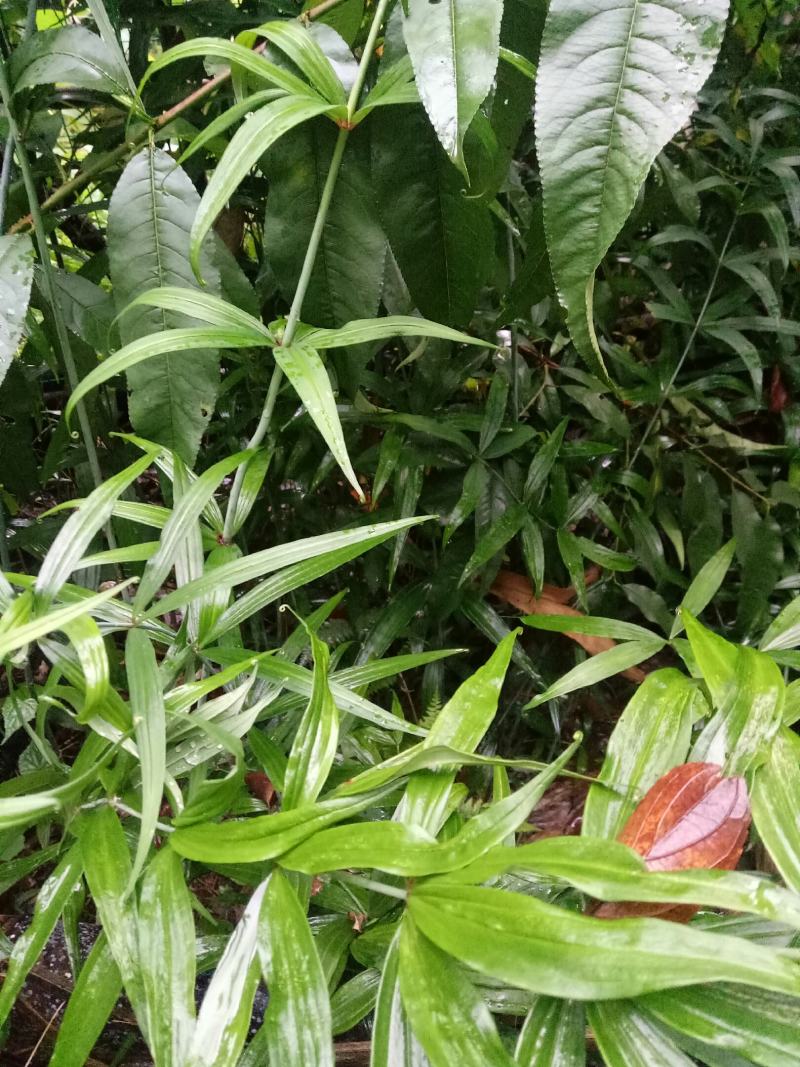 黄精，黄精鲜货，有大有小，需要的老板联系