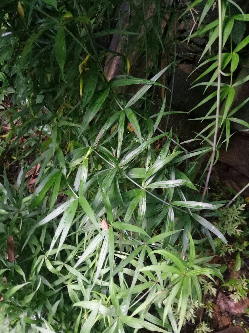 黄精，黄精鲜货，有大有小，需要的老板联系