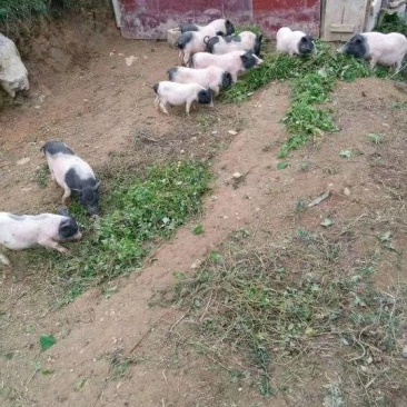 巴马香猪