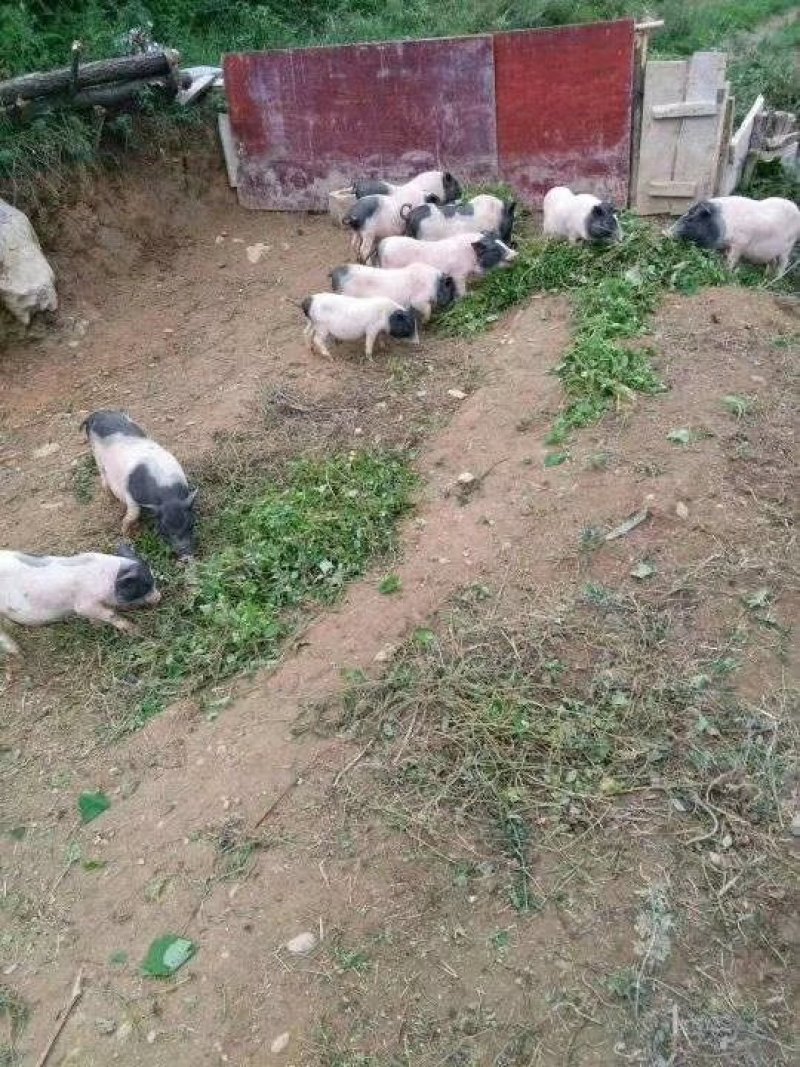 巴马香猪