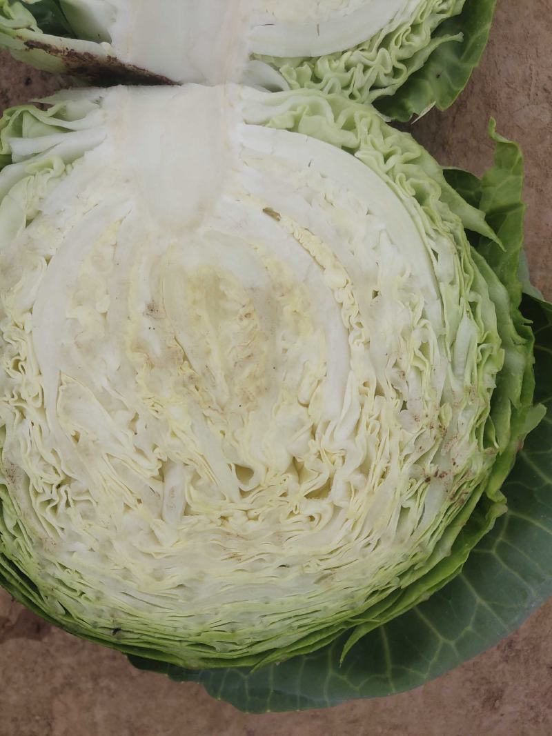 【莲花白】莲花白甘蓝山西精品圆包菜大量上市欢迎光临合作共赢