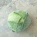 【莲花白】莲花白甘蓝山西精品圆包菜大量上市欢迎光临合作共赢