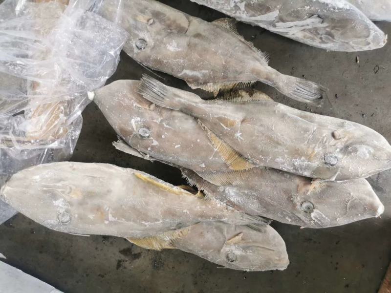 包邮马面鱼扒皮鱼剥皮鱼耗儿鱼冷冻海鲜水产马面鱼