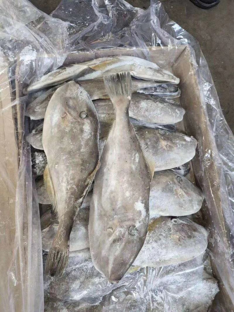 包邮马面鱼扒皮鱼剥皮鱼耗儿鱼冷冻海鲜水产马面鱼