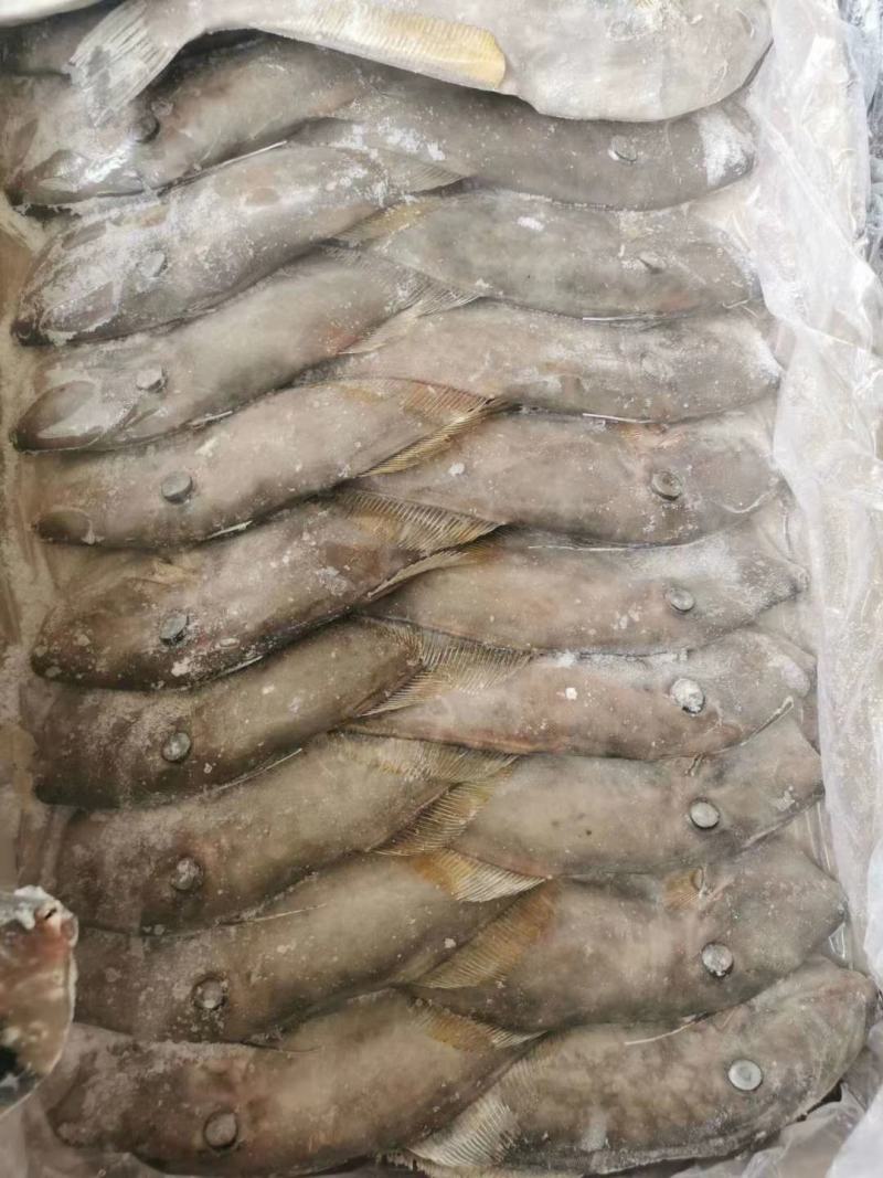 包邮马面鱼扒皮鱼剥皮鱼耗儿鱼冷冻海鲜水产马面鱼