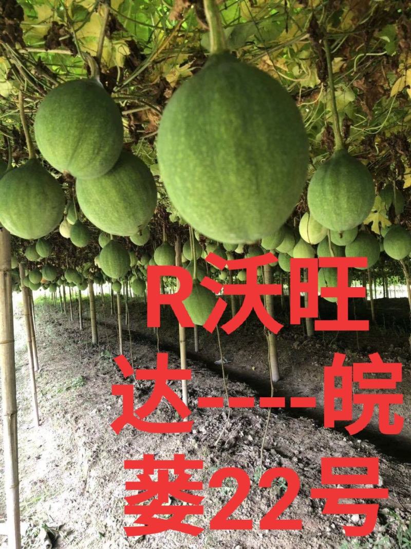 【包技术包回收】全新瓜蒌种苗优质高产高存活率签订收购合同