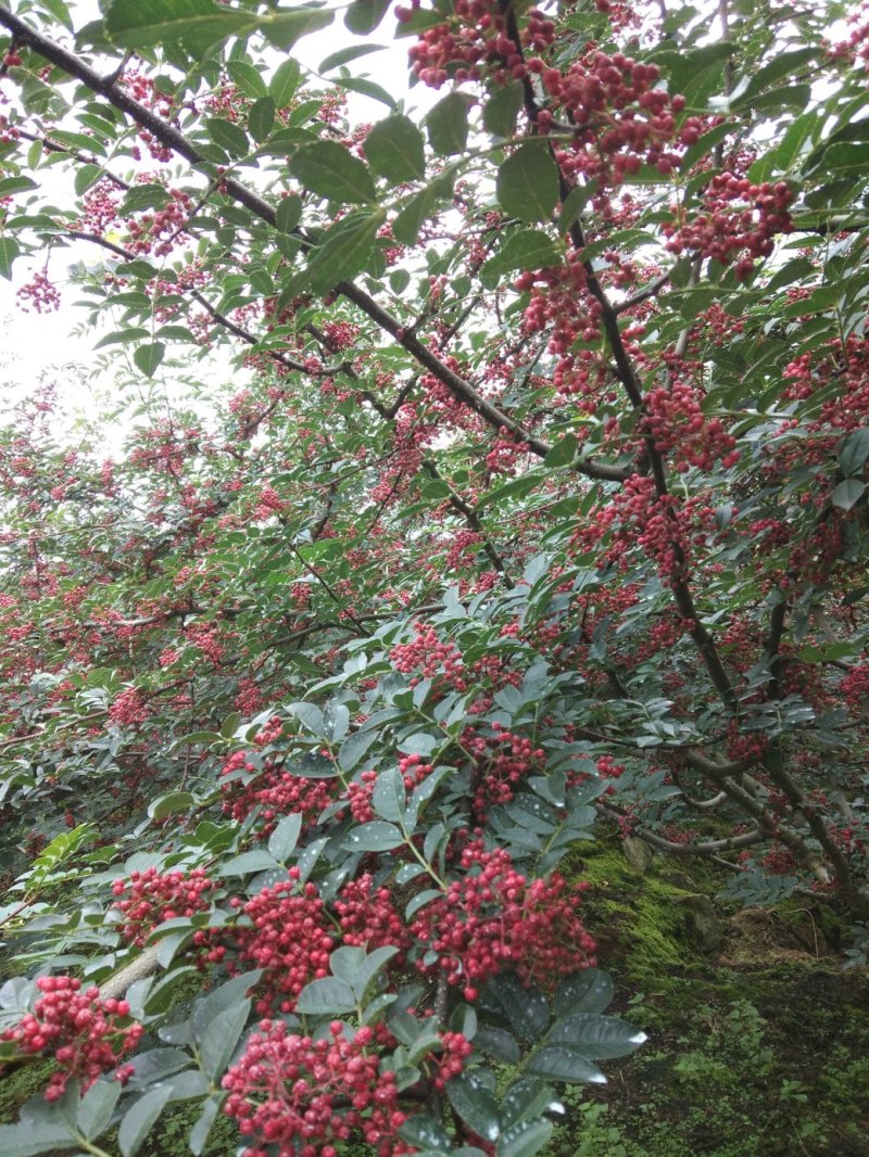 汉源花椒，又名贡椒，特香特嘛，已经上市接受预定。