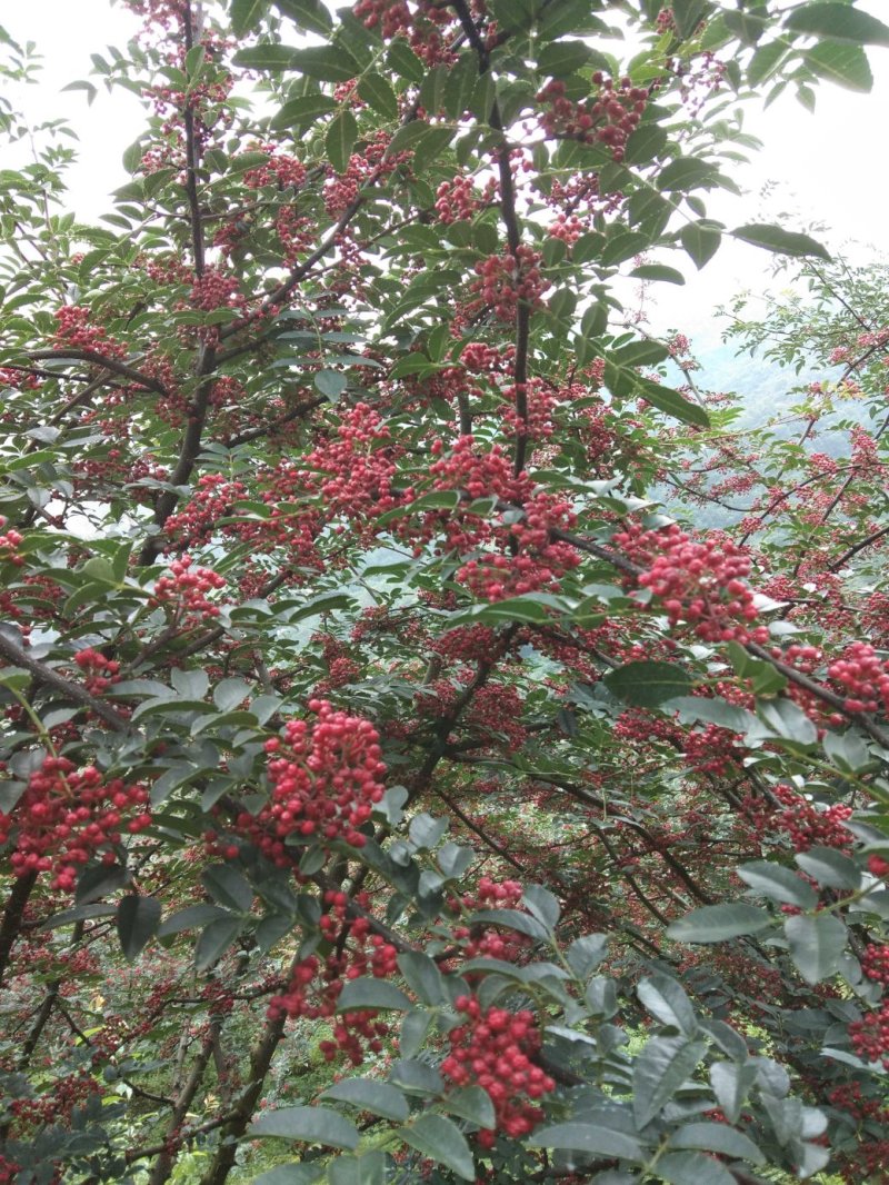 汉源花椒，又名贡椒，特香特嘛，已经上市接受预定。