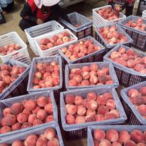 丹东市宽甸县长甸镇燕红桃，可视频，现场发货