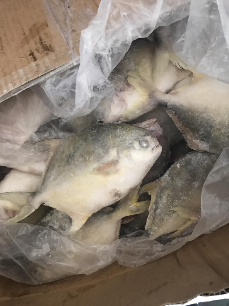 马友鱼，马鲛鱼，金昌鱼淡咸一夜情冻鱼淡咸