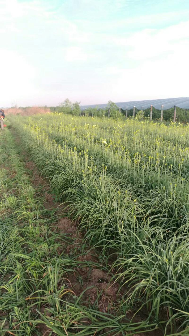 大量销售黄花菜根苗！需要的联系！