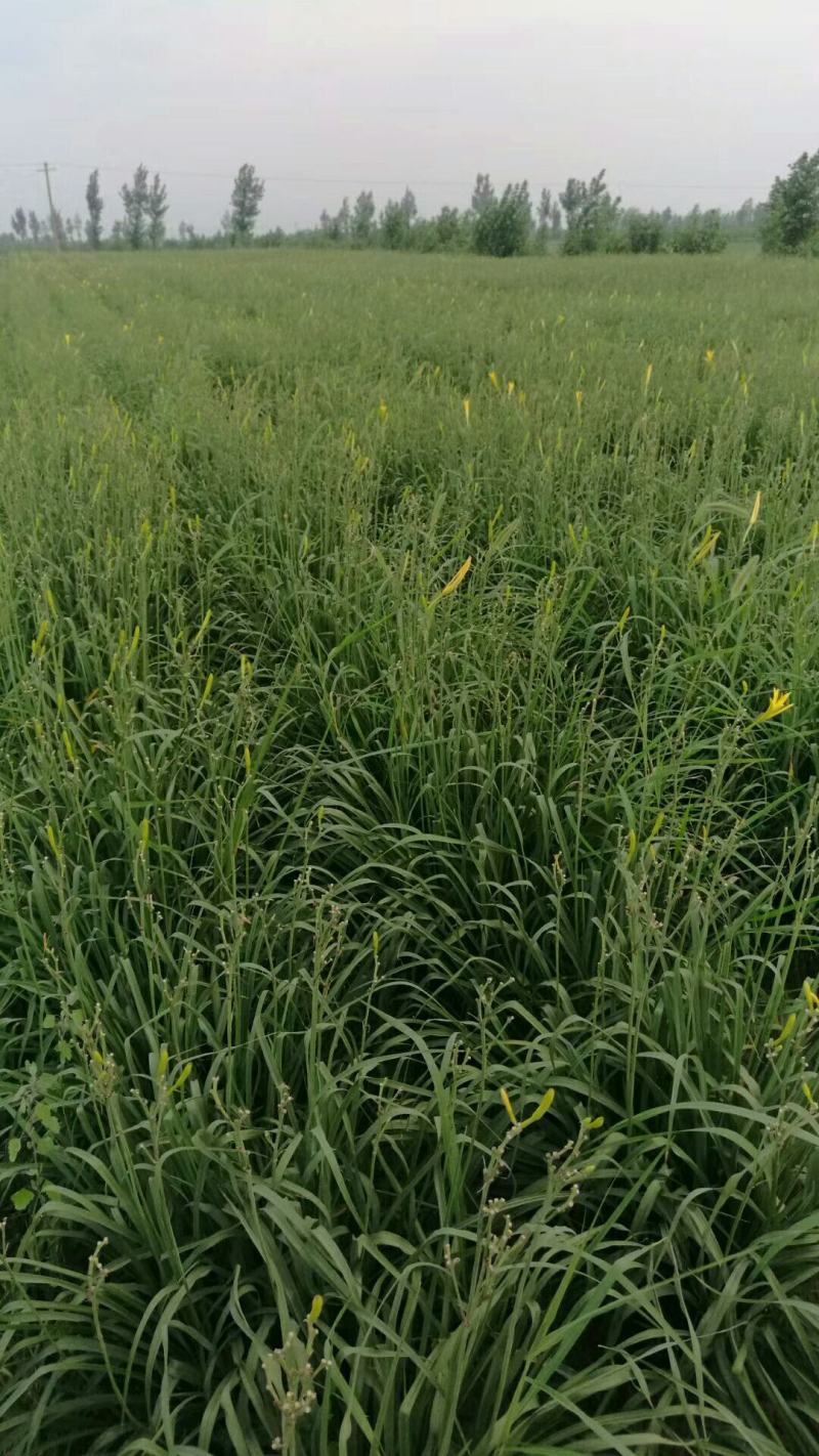 大量销售黄花菜根苗！需要的联系！