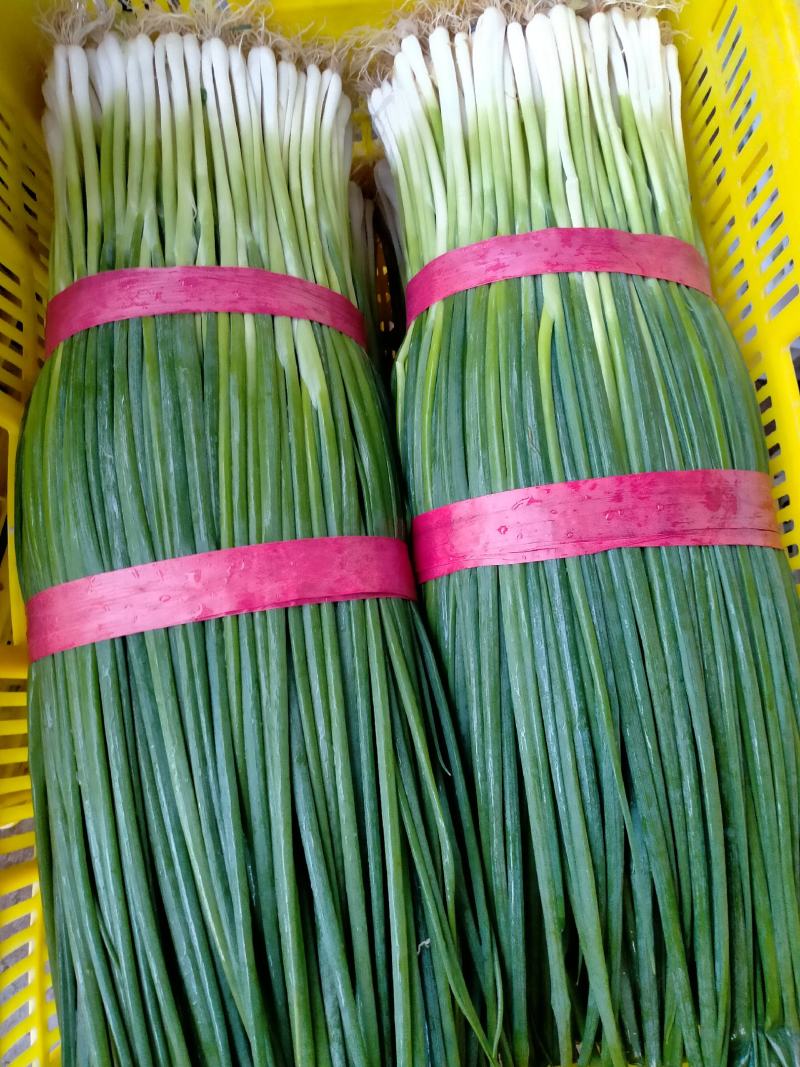 香葱油菜青蒜苗以及各种蔬菜