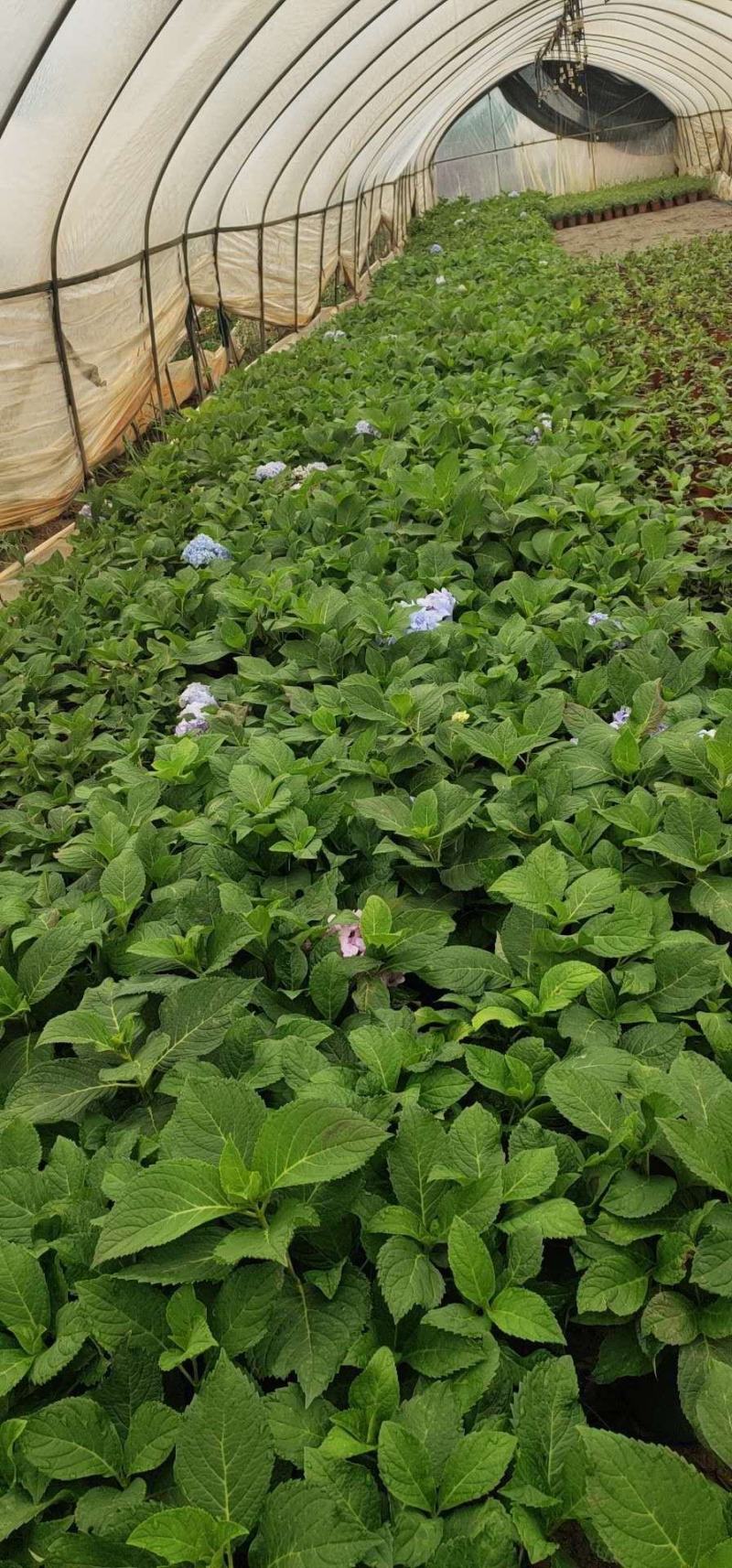 无尽夏绣球盆花140盆带土发货保证质量