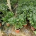 无尽夏绣球盆花140盆带土发货保证质量