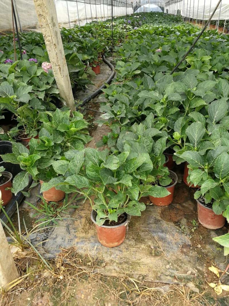 无尽夏绣球盆花140盆带土发货保证质量