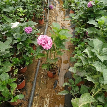 无尽夏绣球盆花140盆带土发货保证质量