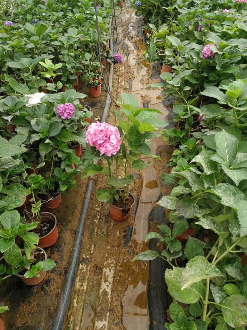 无尽夏绣球盆花140盆带土发货保证质量