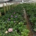 无尽夏绣球盆花140盆带土发货保证质量