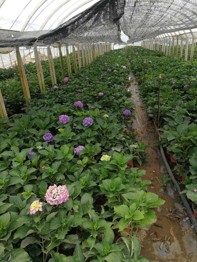 无尽夏绣球盆花140盆带土发货保证质量