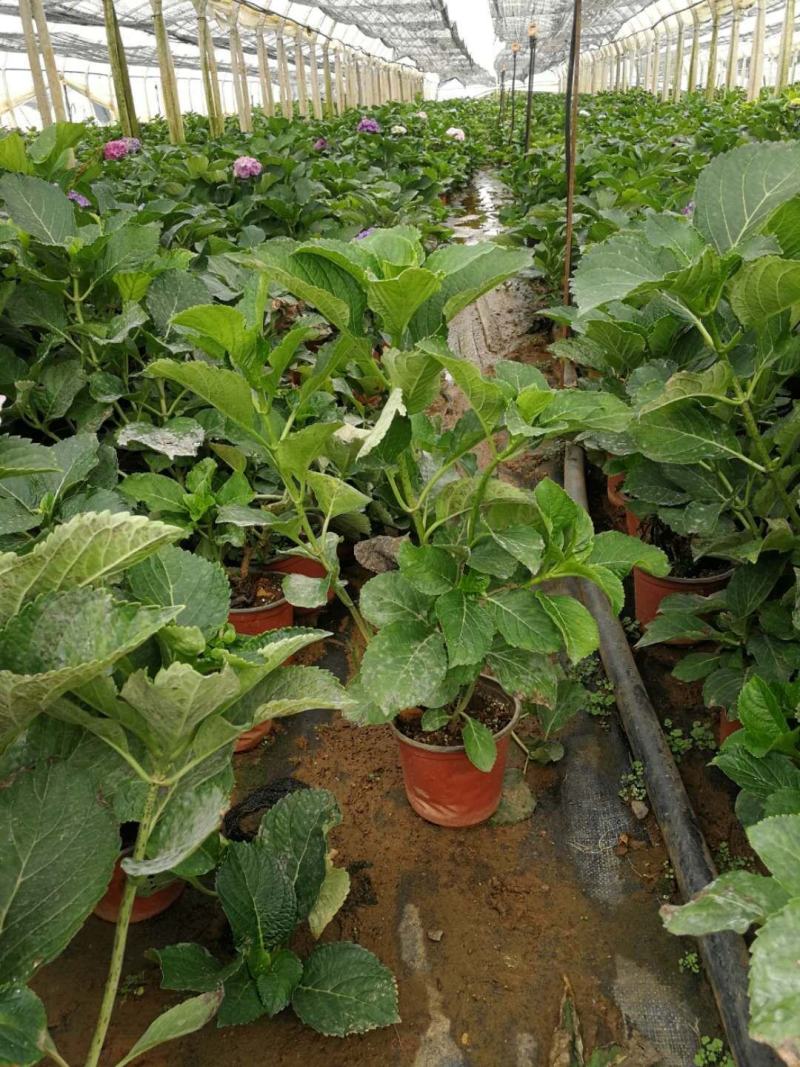 无尽夏绣球盆花140盆带土发货保证质量