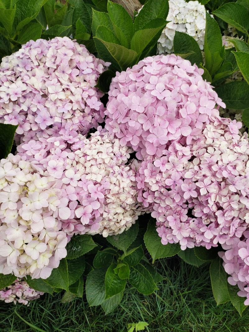 无尽夏绣球盆花140盆带土发货保证质量