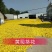 新货黄蜀葵大量加工中，精选统货无黑头