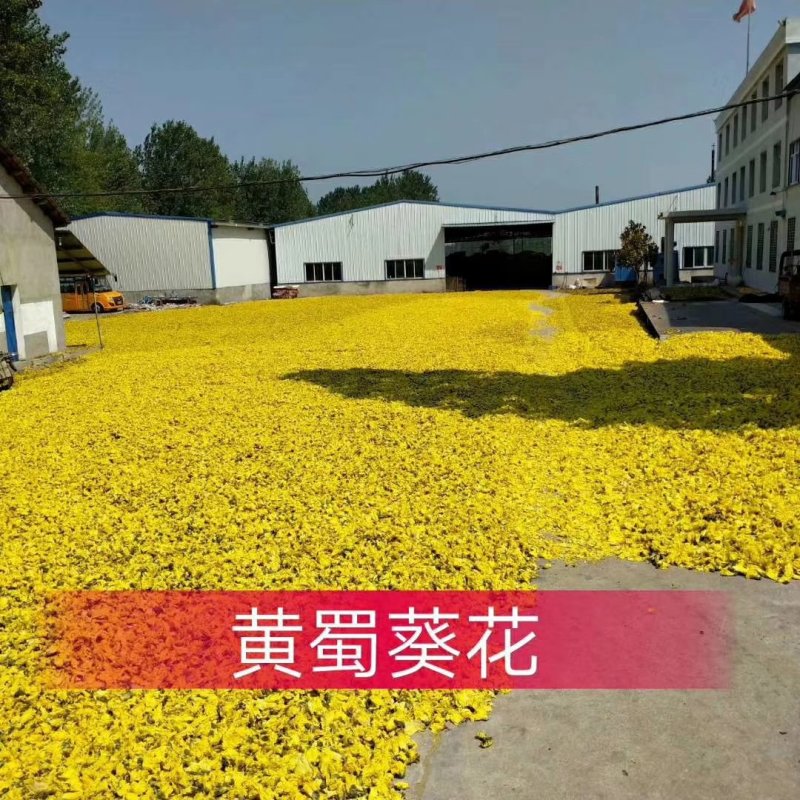 新货黄蜀葵大量加工中，精选统货无黑头