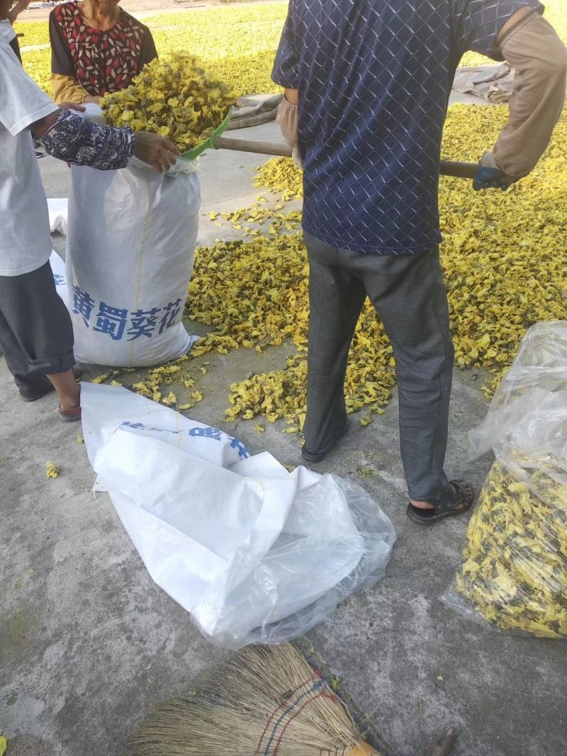 新货黄蜀葵大量加工中，精选统货无黑头