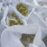 新货黄蜀葵大量加工中，精选统货无黑头
