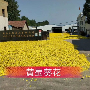 新货黄蜀葵大量加工中，精选统货无黑头
