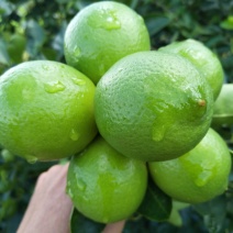 台湾无籽青柠檬，皮薄汁多，味道浓香。