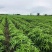 新货黄蜀葵大量加工中，精选统货无黑头