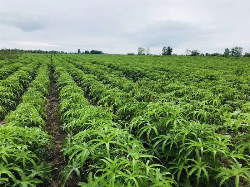 新货黄蜀葵大量加工中，精选统货无黑头